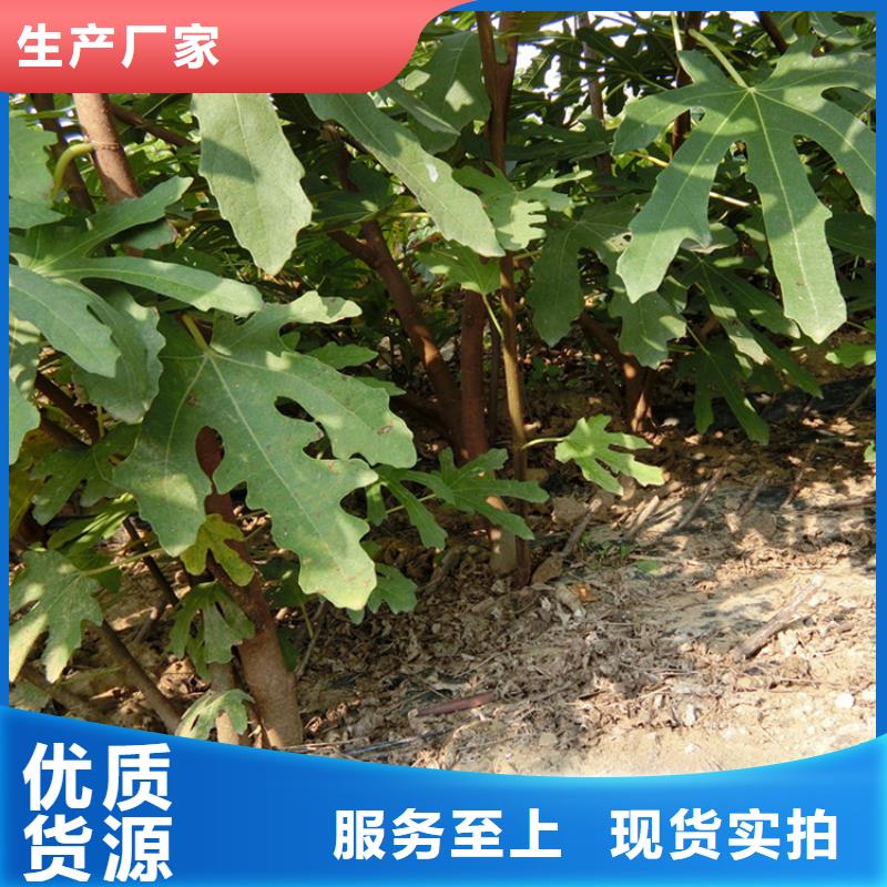 源頭廠家直供，無花果桃樹苗支持來圖定制，網(wǎng)絡(luò)銷售開啟新篇章